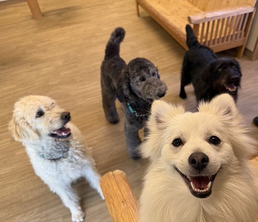 【東京都世田谷区】大型犬ふれあいカフェ「セラピーメイト」が介護施設併設の地域交流施設内に週末限定OPEN