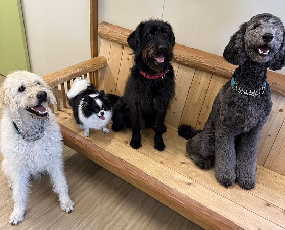 【東京都世田谷区】大型犬ふれあいカフェ「セラピーメイト」が介護施設併設の地域交流施設内に週末限定OPEN