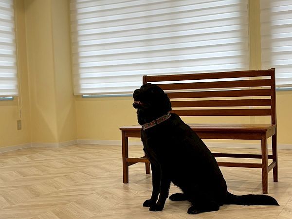 【東京都世田谷区】大型犬ふれあいカフェ「セラピーメイト」が介護施設併設の地域交流施設内に週末限定OPEN