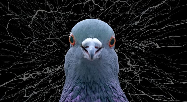 ハトは楽園実験でカオスを生成していた――「ご褒美が確実」でも違う答えを試し続ける