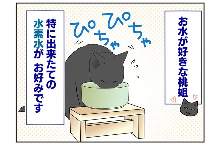 【マンガ・老猫日誌＃47】できたてのお水が待ち遠しい老猫〜19歳の元保護猫・桃姐