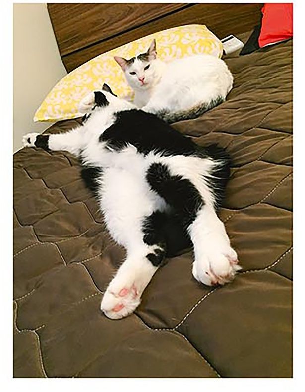 くつろぎ中 （C）卵山玉子／KADOKAWA