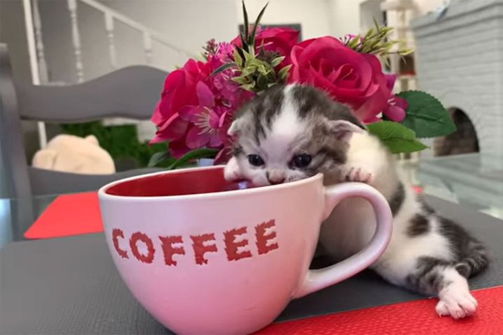 コーヒーカップに興味津々な子猫。「ここはお風呂？」と勘違いしてそう！