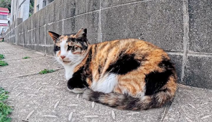 毎回挨拶してくれる猫