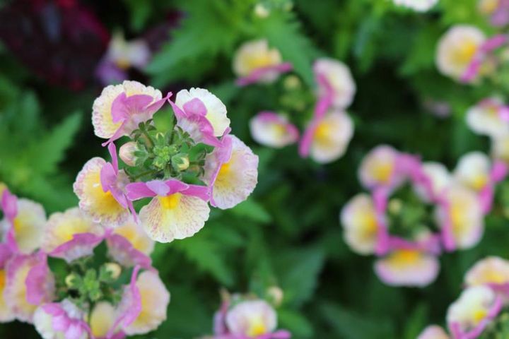 ネメシア‘バナナスワール’