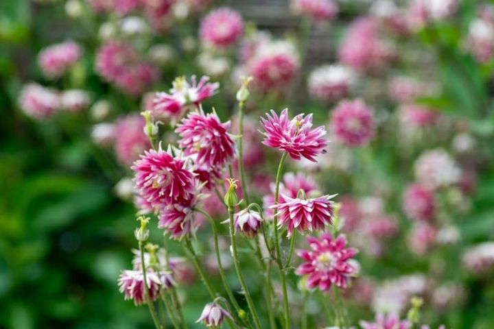 セイヨウオダマキ‘ノラバロー’