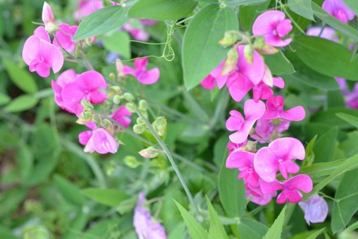 ガーデンタイプ