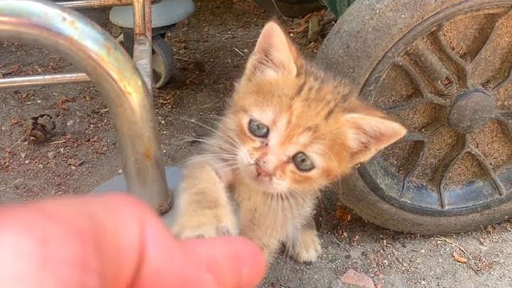 手を伸ばす子猫