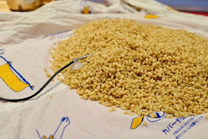 自家製麦麹 麦麹づくり 麹作り 自家製麹