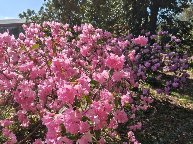 西洋シャクナゲ