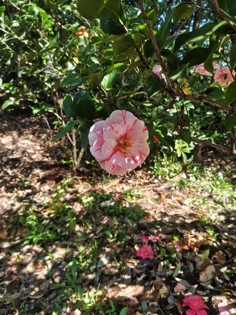 紅筆（べにふで）