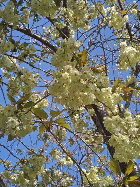 御衣黄（ぎょいこう）