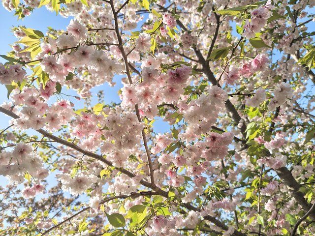 笹賀鴛鴦（おしどり）桜