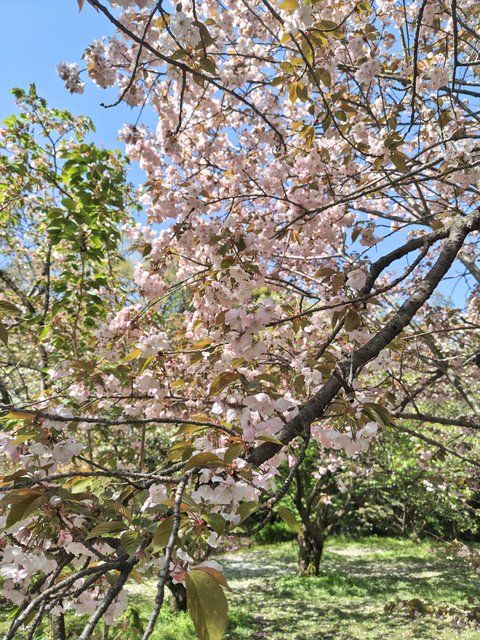 手弱女（たおやめ）