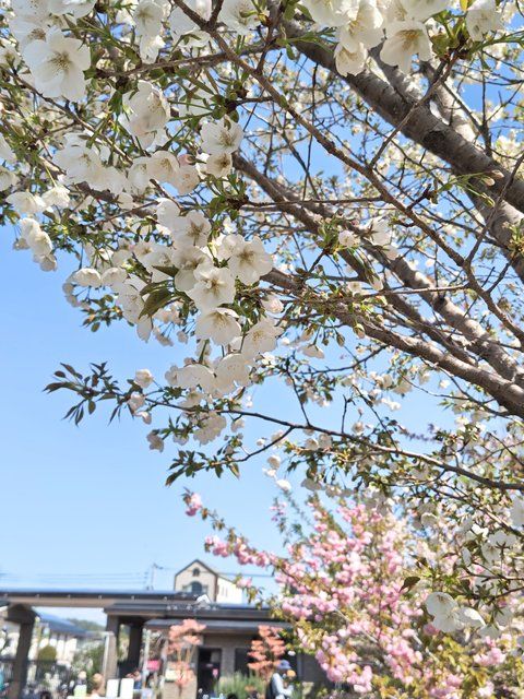 上匂（じょうにおい）