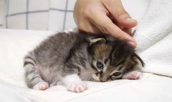 まったりする子猫