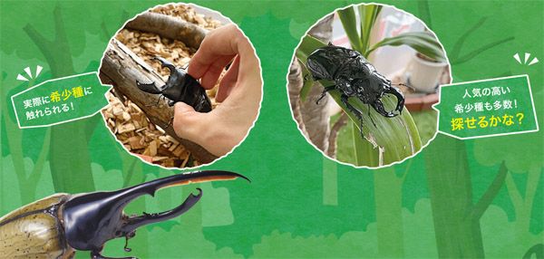 【大阪府大阪市】ヘラクレスも登場！資源循環を学べる体験型昆虫イベント「凄いぞカブクワ展」GWに開催