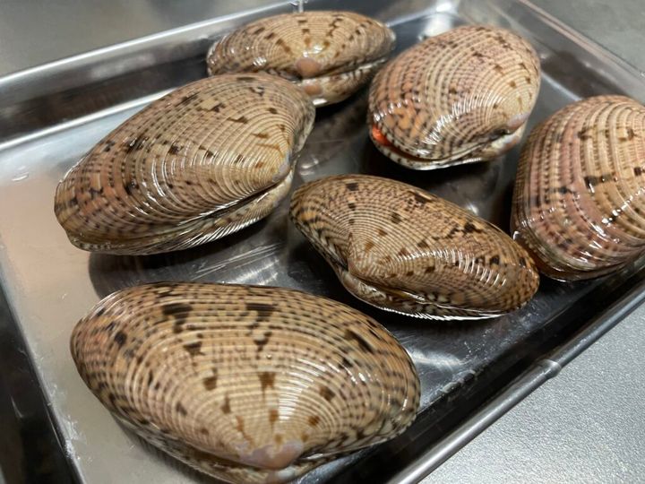 すだれ貝。貝殻の模様が日よけのすだれみたい。