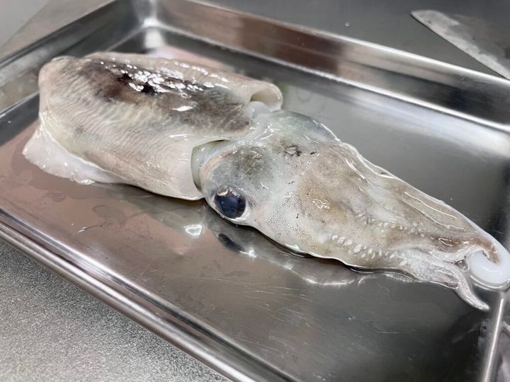 小ぶりなコウイカ。丸々したフォルムと大きな目が愛らしい。