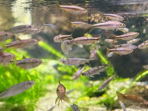 気持ちよく泳ぐ魚たち