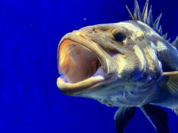 表情豊かで癒やされるひととき