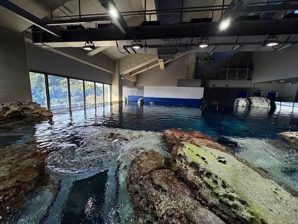 あえて水槽上部の舞台裏を公開。窓の外に広がる竜串湾の海と展示が視覚的につながるように設計、まるで海の中に入り込んだような没入感