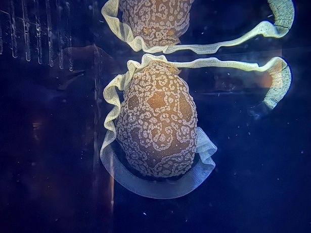 ウミウシの産卵に遭遇