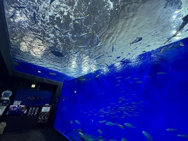 透明度の高い竜串の海の外洋に生息する生き物と出合える「箱型水槽」