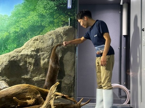 カワウソのもぐもぐタイムに遭遇（時間不規則）