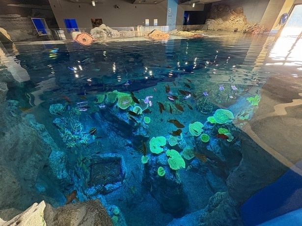 水槽上部から鑑賞できる貴重な体験