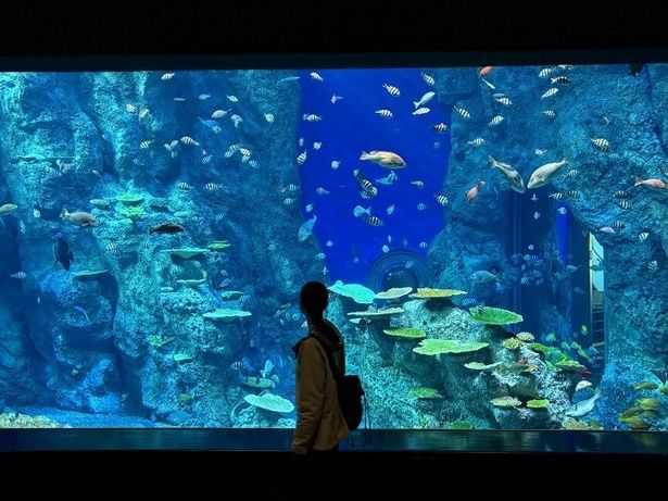 竜串湾の海中をそのまま切り取ったような巨大水槽「竜串湾大水槽」