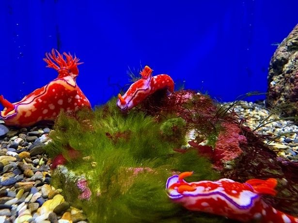 色鮮やかでユニークな姿