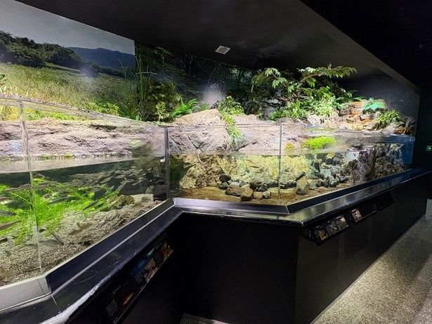 黒潮の水流をそのまま再現