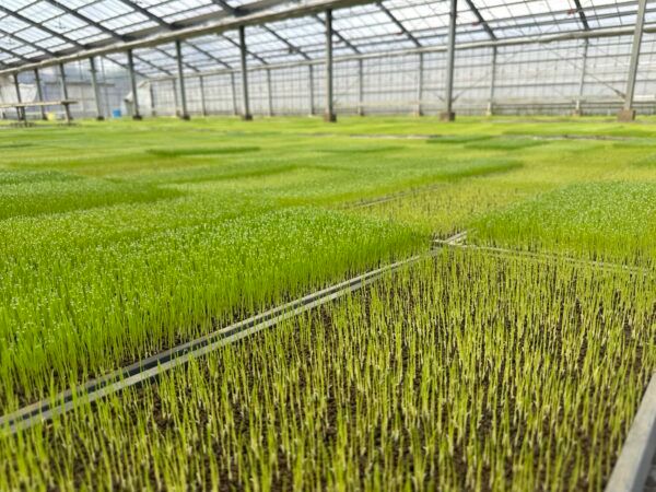 NPO法人AlonAlonがJAきみつより水稲育苗を受託。障害者の力を地域農業の担い手に