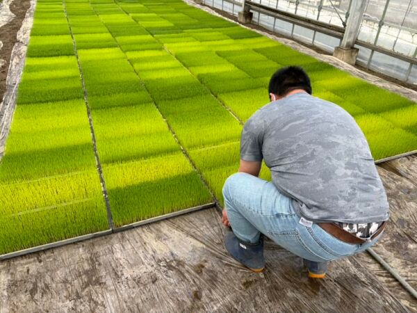 NPO法人AlonAlonがJAきみつより水稲育苗を受託。障害者の力を地域農業の担い手に