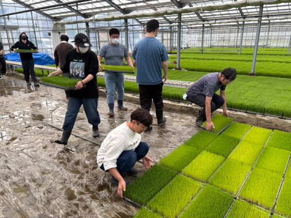 NPO法人AlonAlonがJAきみつより水稲育苗を受託。障害者の力を地域農業の担い手に