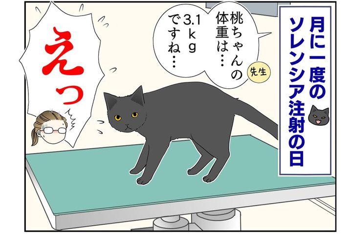 【マンガ・老猫日誌＃48】あなたがにいるから私は頑張れる〜19歳の元保護猫・桃姐