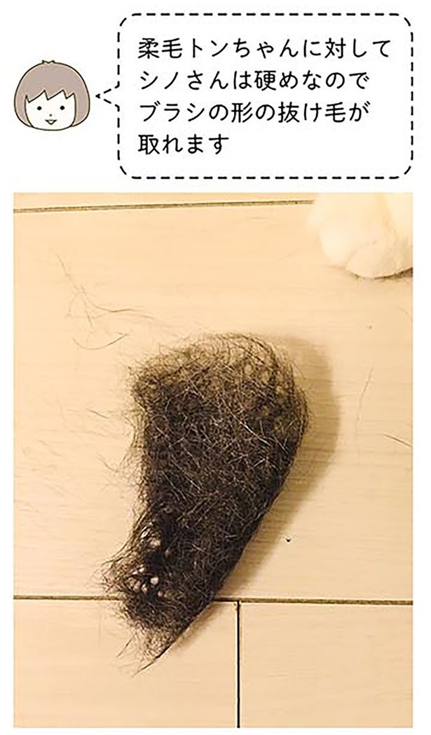 毛が硬めなので （C）卵山玉子／KADOKAWA