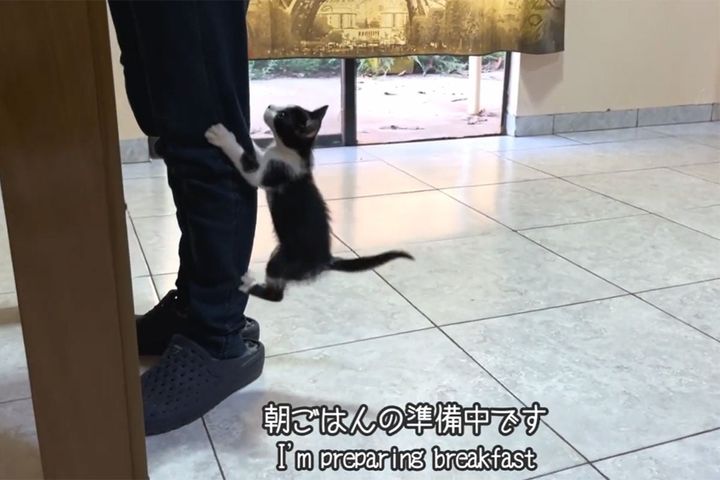 おなかをすかせた保護猫のミュウ…待ちきれない様子！早くご飯をあげて～！！