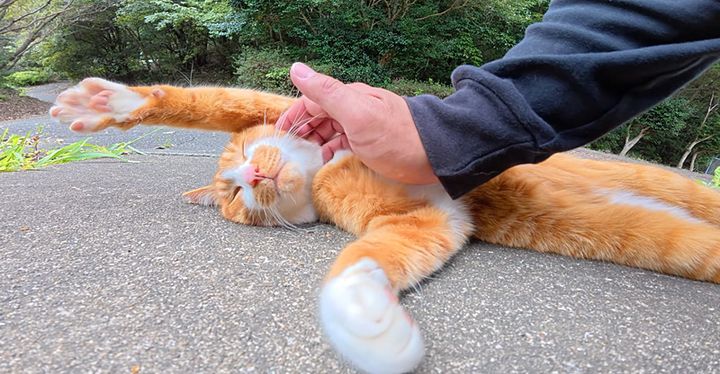 撫でられる猫