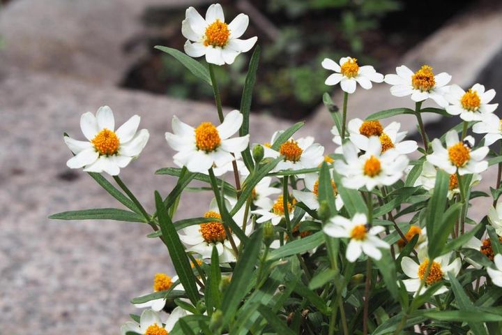 ジニア・リネアリス