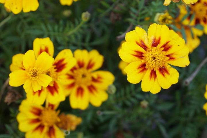 フレンチタイプ