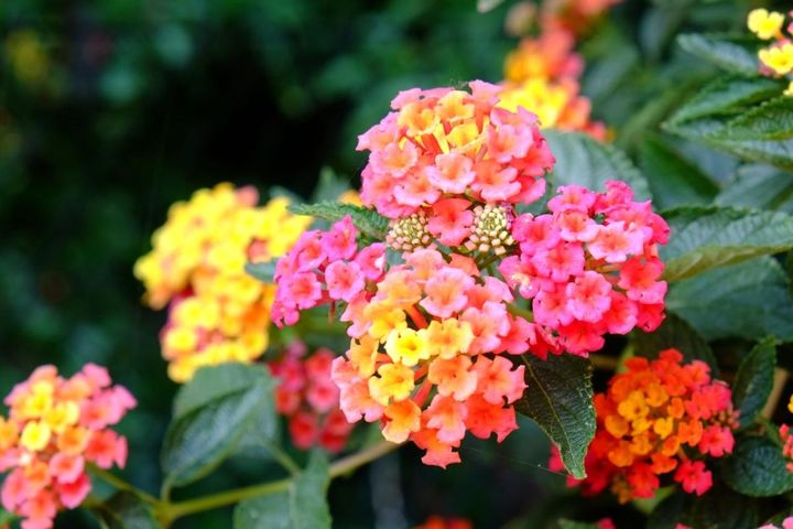 晩春から秋まで花が途切れない庭に！長く咲くおすすめ花［8選］と選び方のコツ