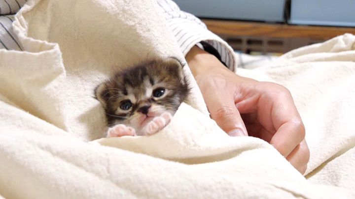 ポケットに入る子猫