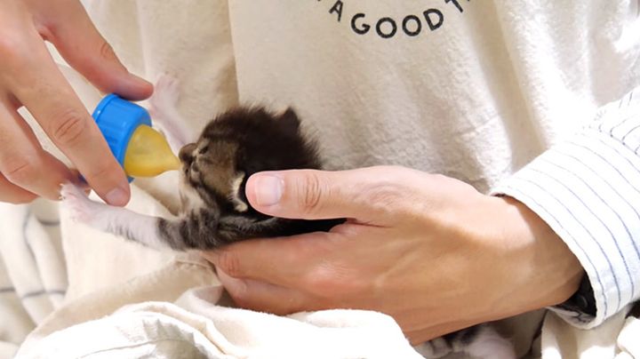 ミルクを飲む子猫