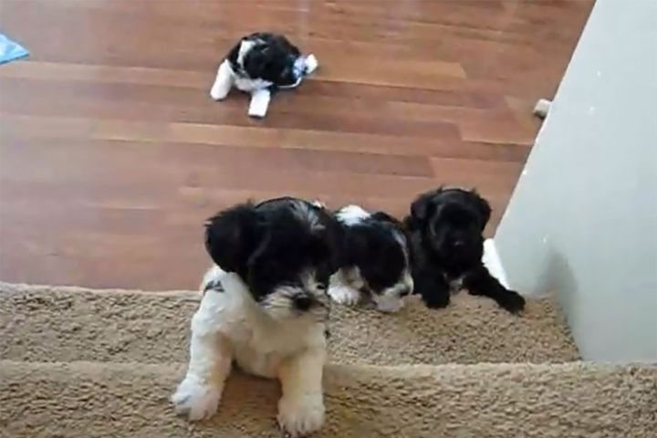 階段にチャレンジするハバニーズの子犬たち。同じ7週間の子犬でも性格は違うようで…？
