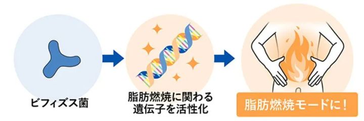 ビフィズス菌が脂肪燃焼に関わる遺伝子を活性化する仕組みを示す図