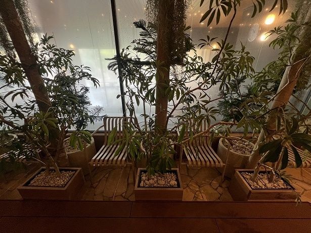 ととのい椅子に座っているときも植物で他者の視線が気にならない