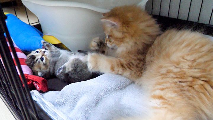 赤ちゃん猫のシッポで遊ぶ子猫