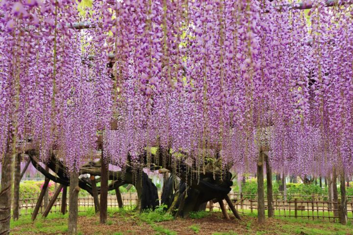 「令和8年度加須市騎西藤まつり」１